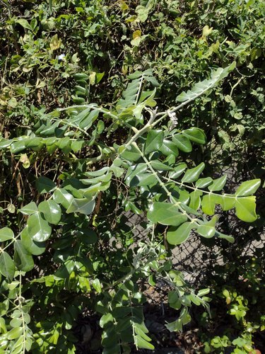 Laburnum, 2022-03-26