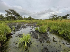 Rhynchospora gigantea
