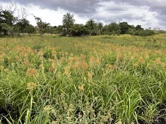 Rhynchospora gigantea