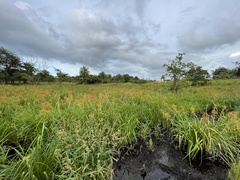 Rhynchospora gigantea