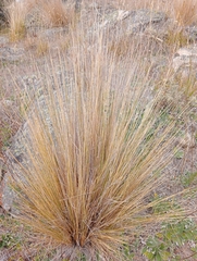 Festuca novae-zelandiae