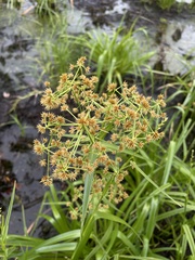 Rhynchospora gigantea