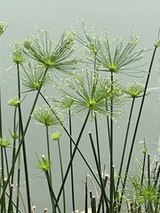 Cyperus prolifer