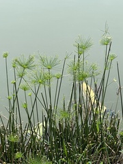 Cyperus prolifer