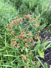 Rhynchospora gigantea