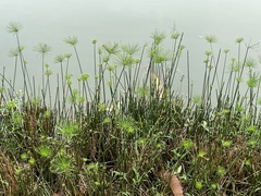 Cyperus prolifer