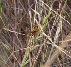 Ochlodes agricola