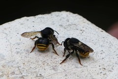 Paraanthidium