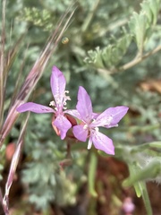 Clarkia modesta