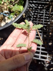 Phyllanthus leucanthus