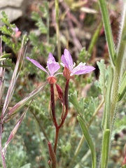 Clarkia modesta