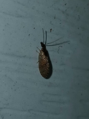 Sympherobius barberi