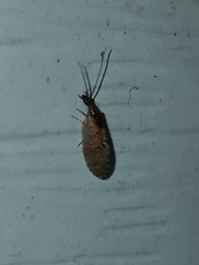 Sympherobius barberi