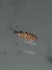 Sympherobius barberi