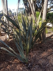 Phormium