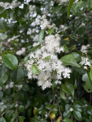 Eugenia biflora