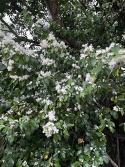 Eugenia biflora