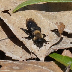 Andrena carlini