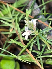 Leucopogon microphyllus