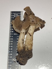 Helvella elastica