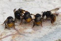 Paraanthidium