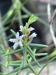 Leucopogon microphyllus