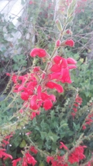Salvia schaffneri