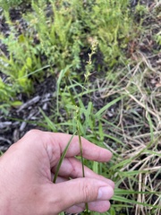 Scleria microcarpa
