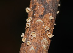 Marasmiellus affixus