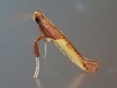 Caloptilia recitata
