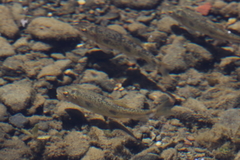 Catostomus occidentalis