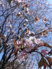 Prunus