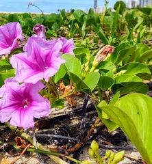Ipomoea pes-caprae brasiliensis