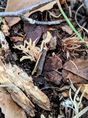 Ramariopsis minutula