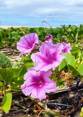 Ipomoea pes-caprae brasiliensis