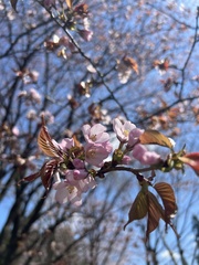 Prunus