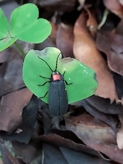 Pyrocoelia formosana