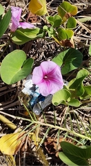 Ipomoea pes-caprae brasiliensis