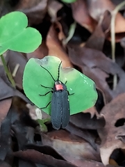 Pyrocoelia formosana