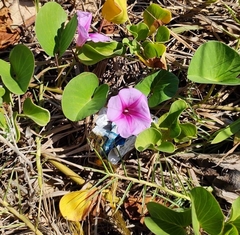 Ipomoea pes-caprae brasiliensis