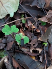 Pyrocoelia formosana