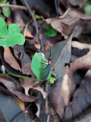 Pyrocoelia formosana