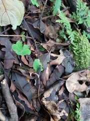 Pyrocoelia formosana