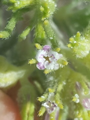 Nama carnosa