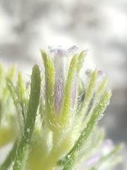 Nama carnosa
