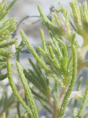 Nama carnosa