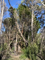 Lagarostrobos franklinii