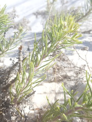 Nama carnosa