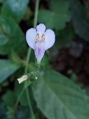 Mazus fauriei