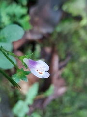 Mazus fauriei